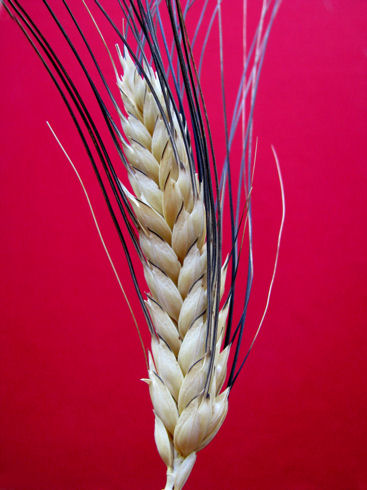 biancuccia